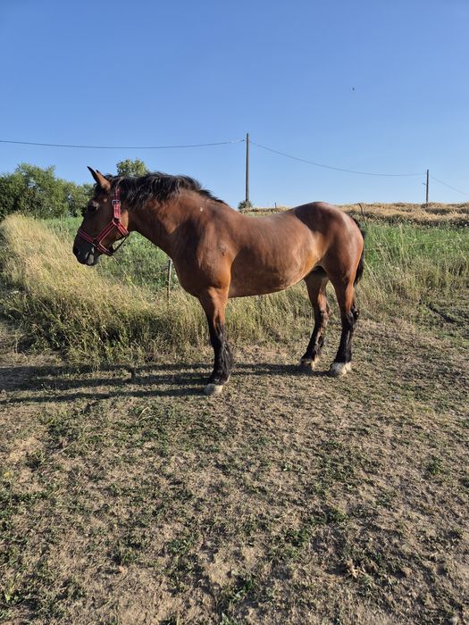 Iapa murga de vânzare