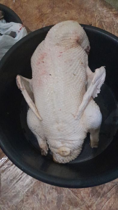 Мясо индоутки  3500 ₸ за кг