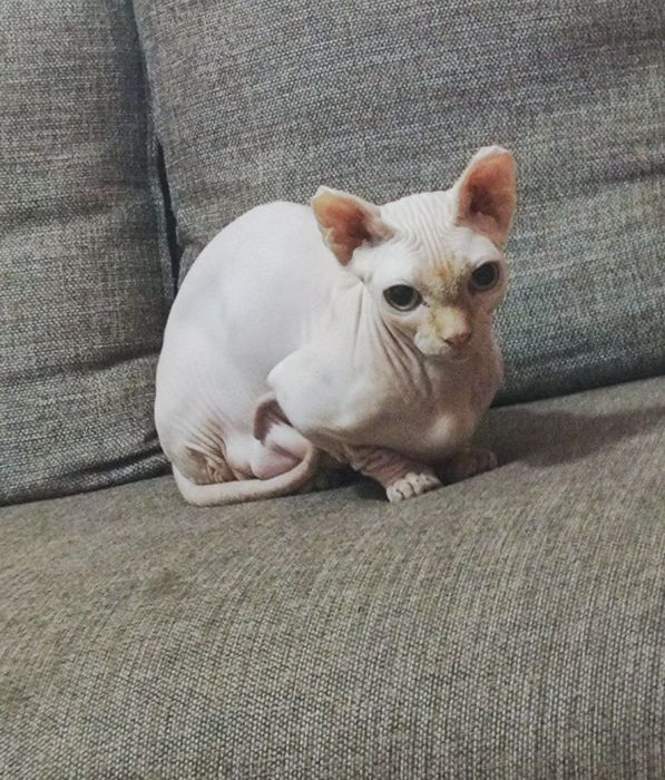 Кошка парода двельф