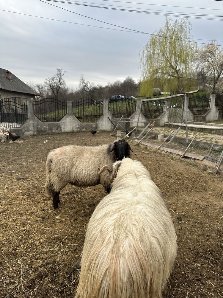 Vand berbec vreaz si carabas varsta 3 ani