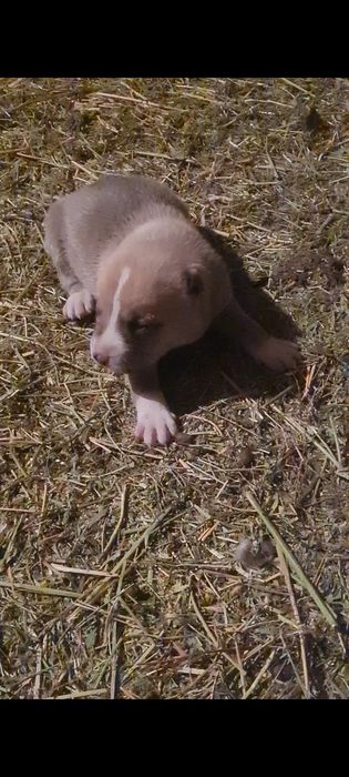 Алабай ургашы чемпионнын баласы