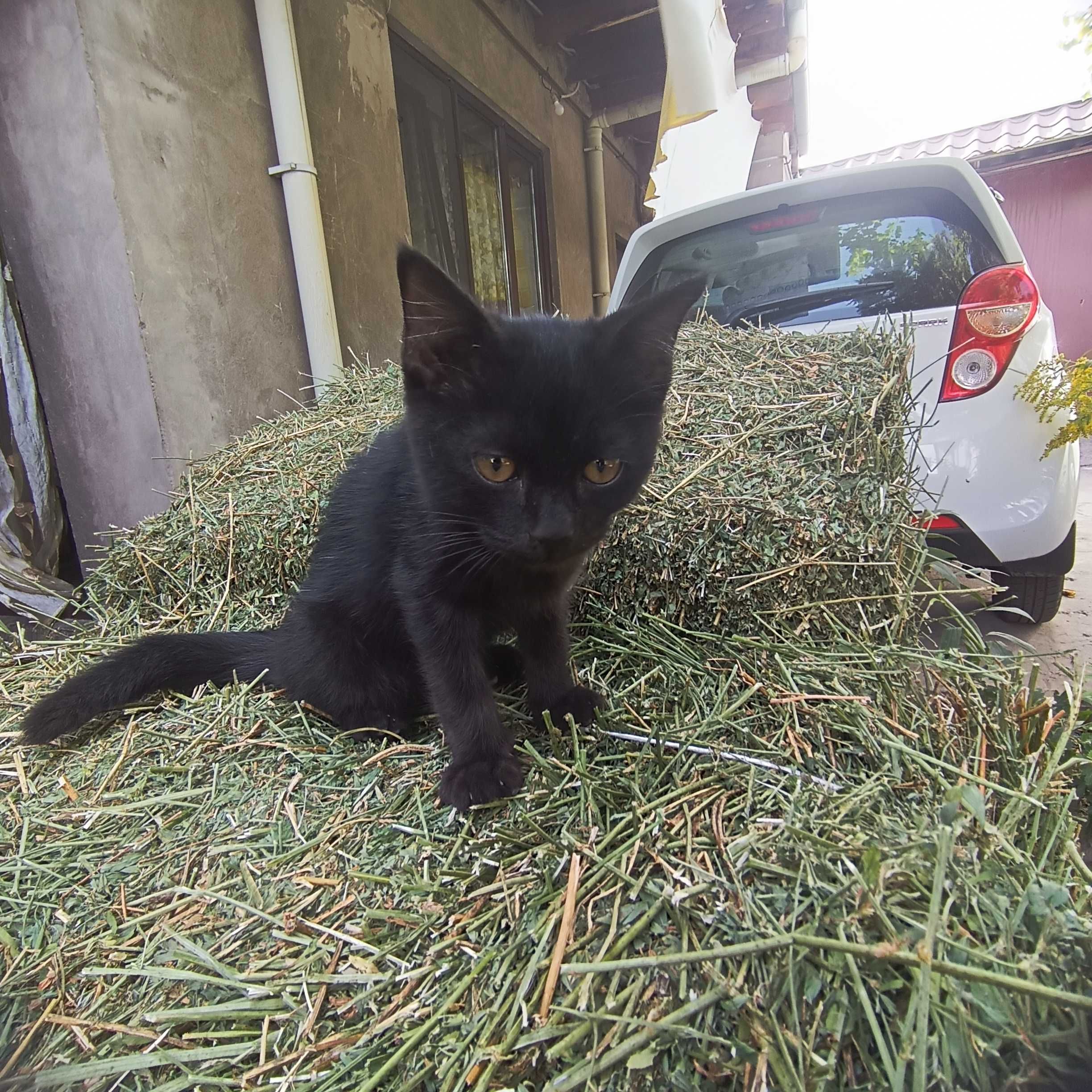 Отдам котенка в добрые руки