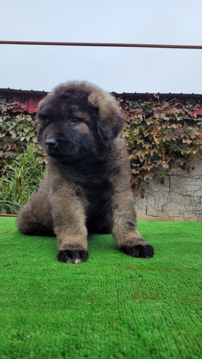 Ciobanesc caucazian talie mare  femele.