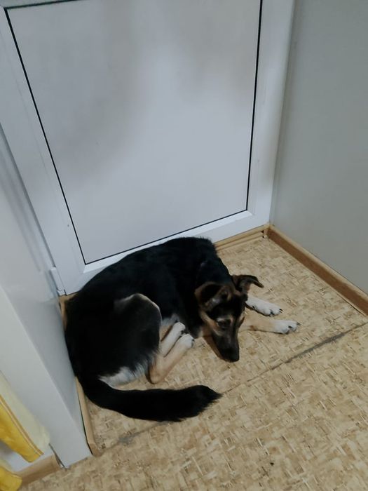 Отдам щенка в хорошие руки