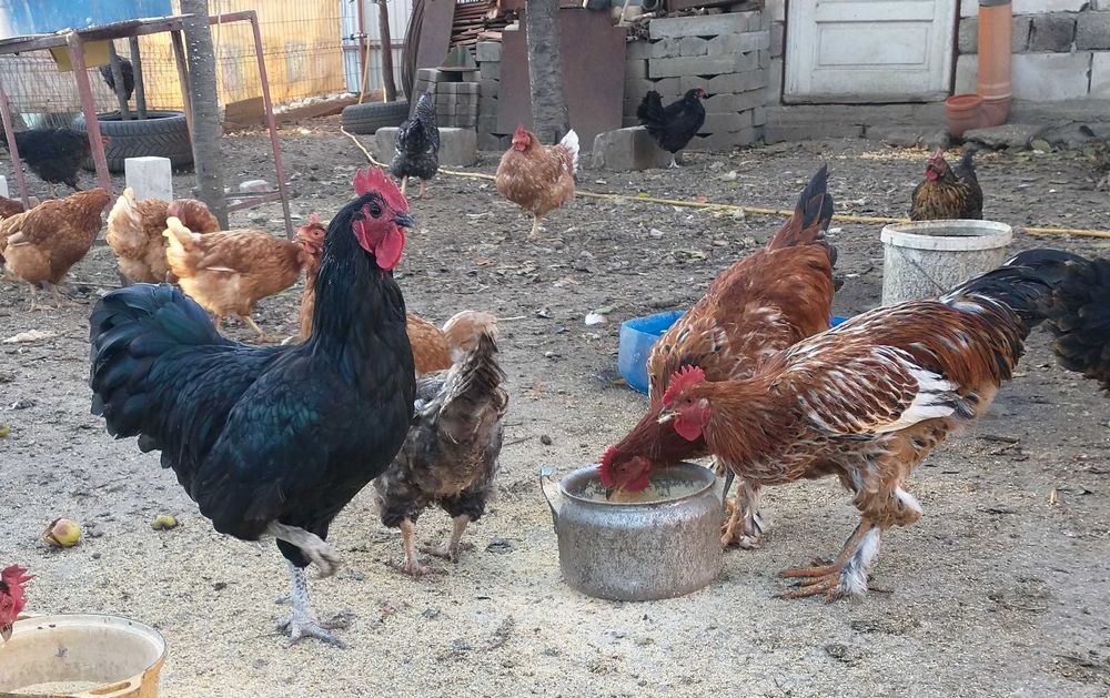 Vand oua de tara bio