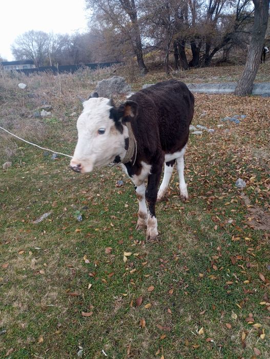 Продам трёх телок