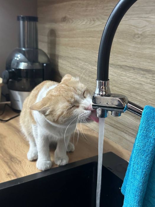 В добрые руки. Кошке 1 год, стерилизованная и очень ласковая