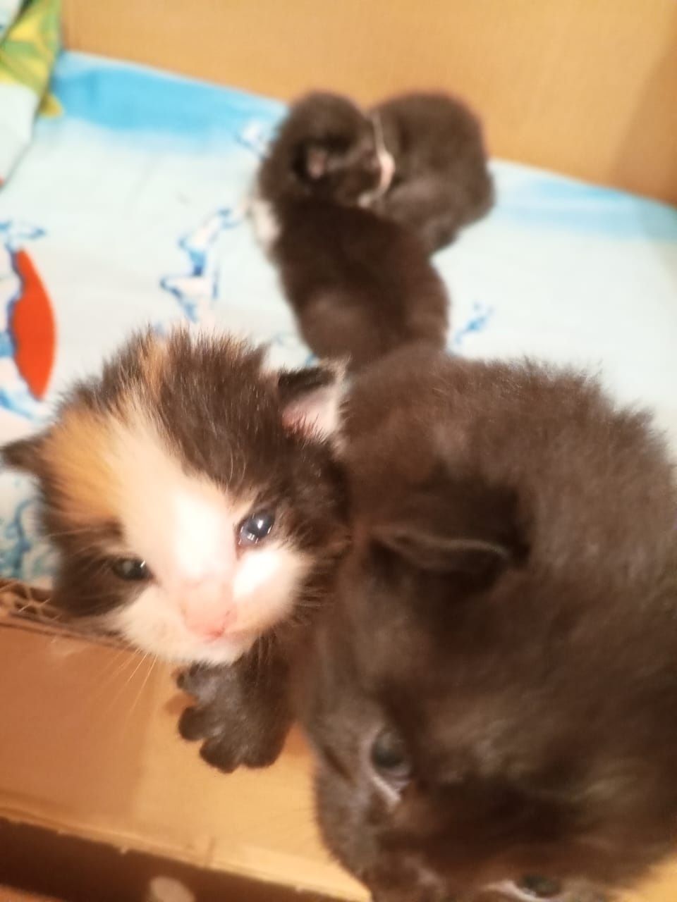 Отдам котят в хорошие руки к лодку приученные  блох нету чистые