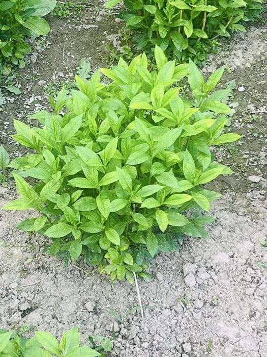 Флокса кўп йиллик гул