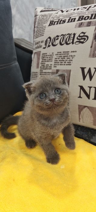 Котята веслоухие