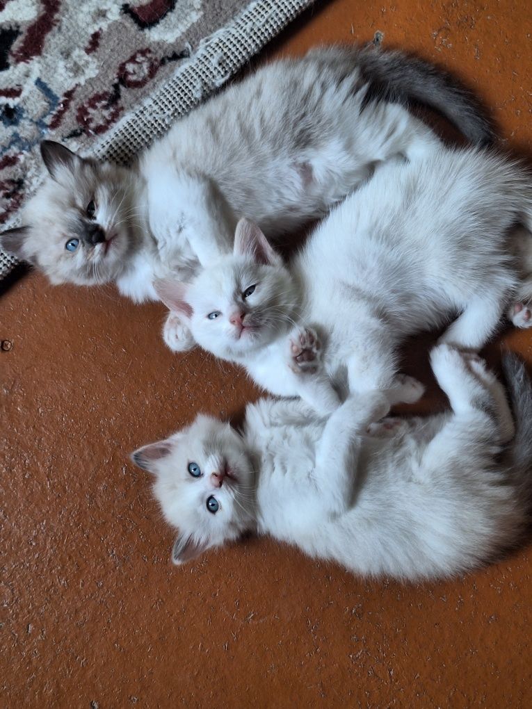 Сиамские котята.