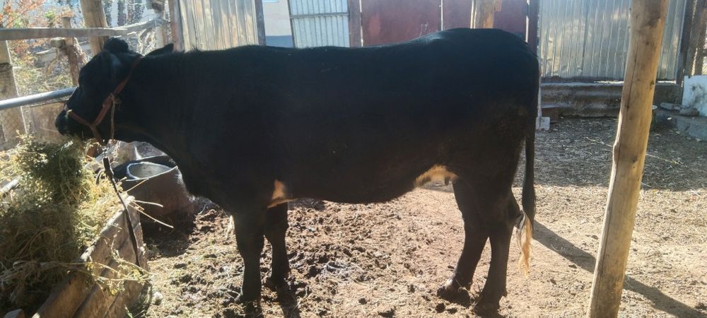 Сатылады срочно емес