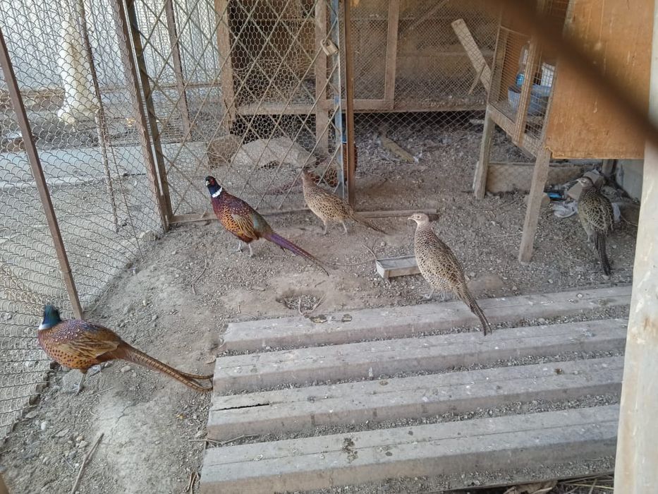 Фазаны охотничьи