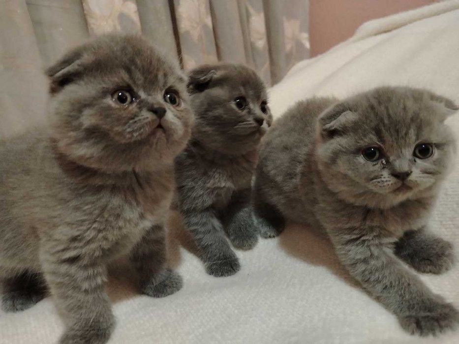 Skotish fold  ogil qiz.