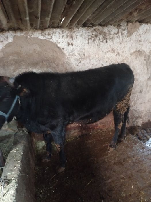 Семіз бордакы бұқа сатылады 680 мың