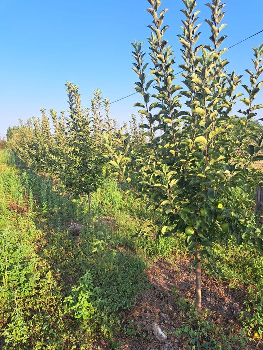 Teren intravilan cu livada Liesti