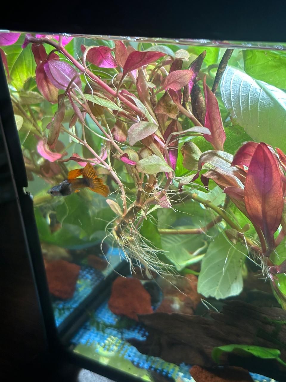 Растени аквариумные