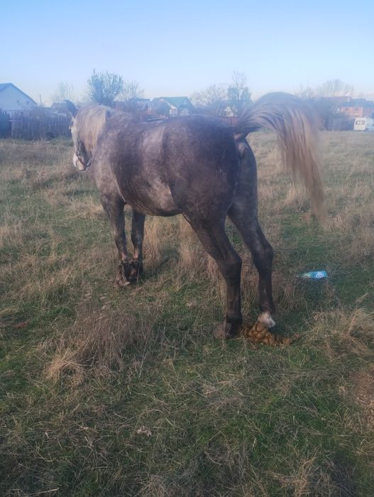 Vând cârlan de 3 ani