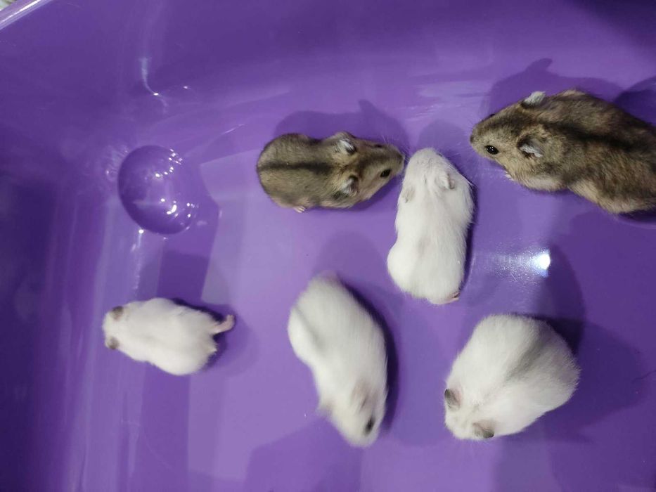 Мини хамстерчета