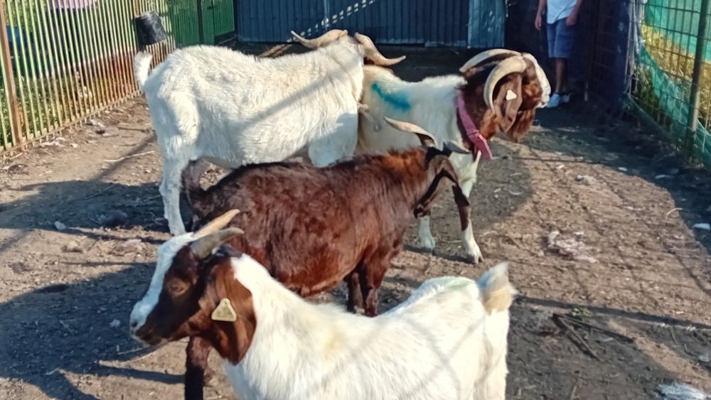 Tapi capre Iezi și iedute din rasa Boer Boier