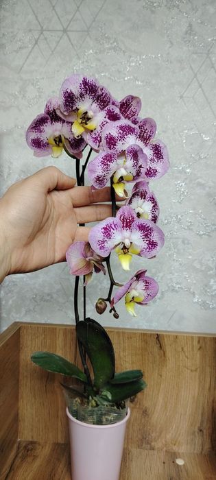 Орхидея.Phalaenopsis Harlequin (Харлекин-гибриды)
170Орхидея.Phalaenop