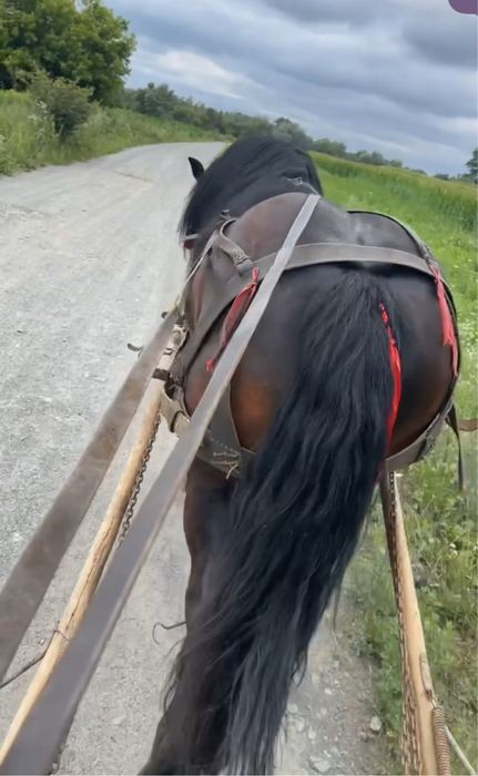 Vand armasar de 4 ani cuminte