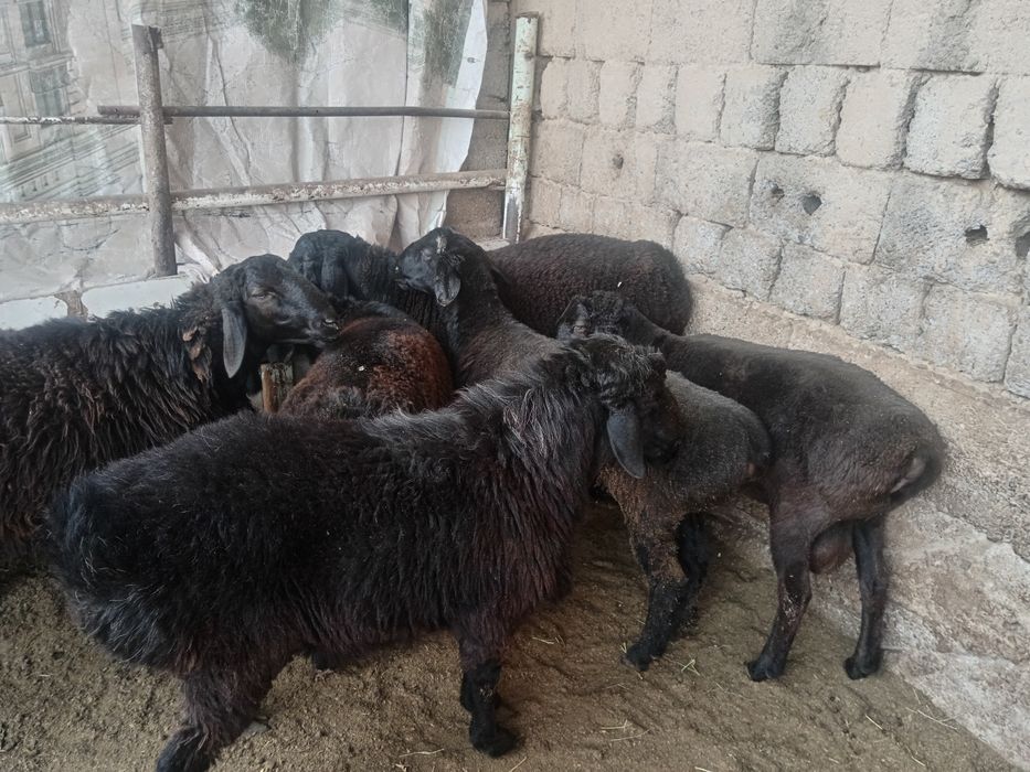 Qochqor qoy кочкор