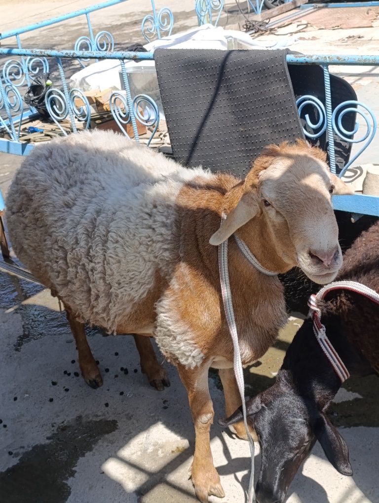 Qoʻylar erkagi 115,5 kg. Ayoli 80 la atrofi.  Uyda boqilgan.