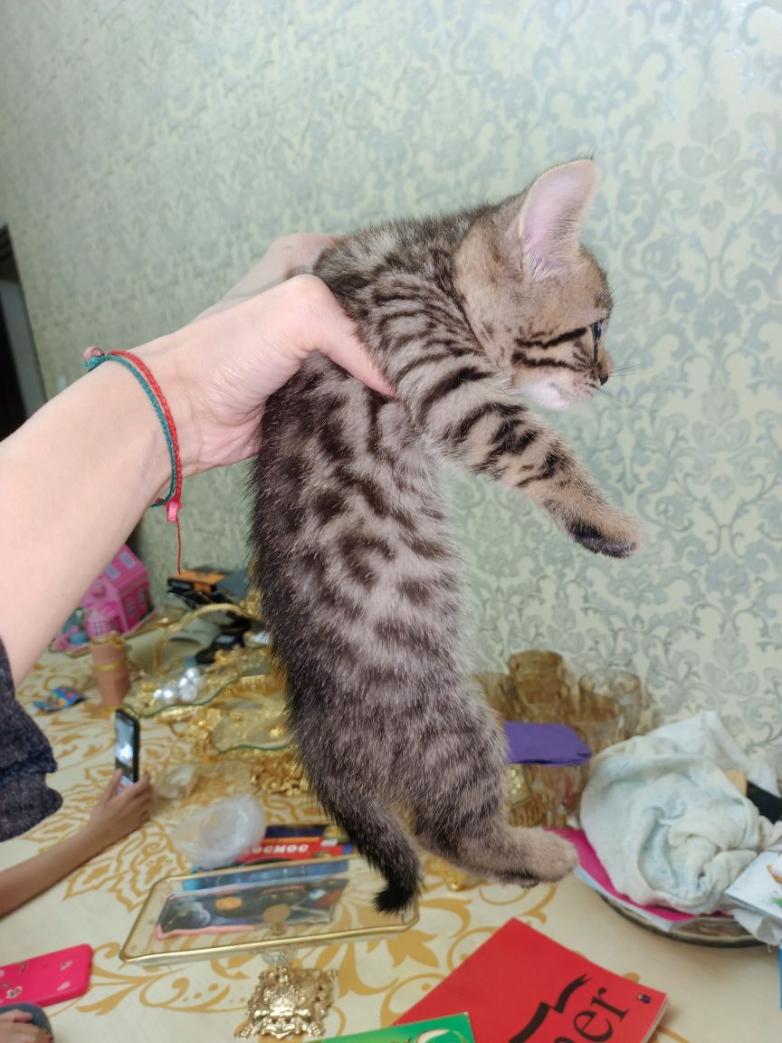 Zotor muwuk onasi Shatlanskiy visla uxla adasi bengal