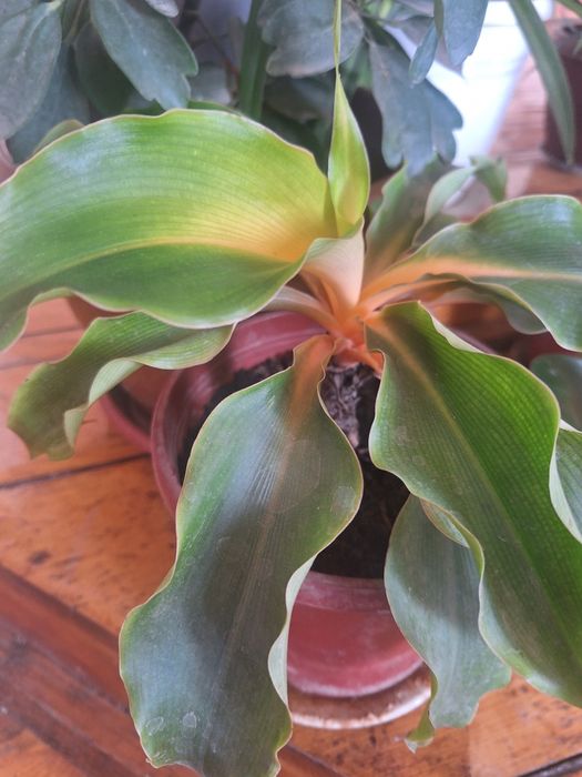 Цветы огородные и горшочные.