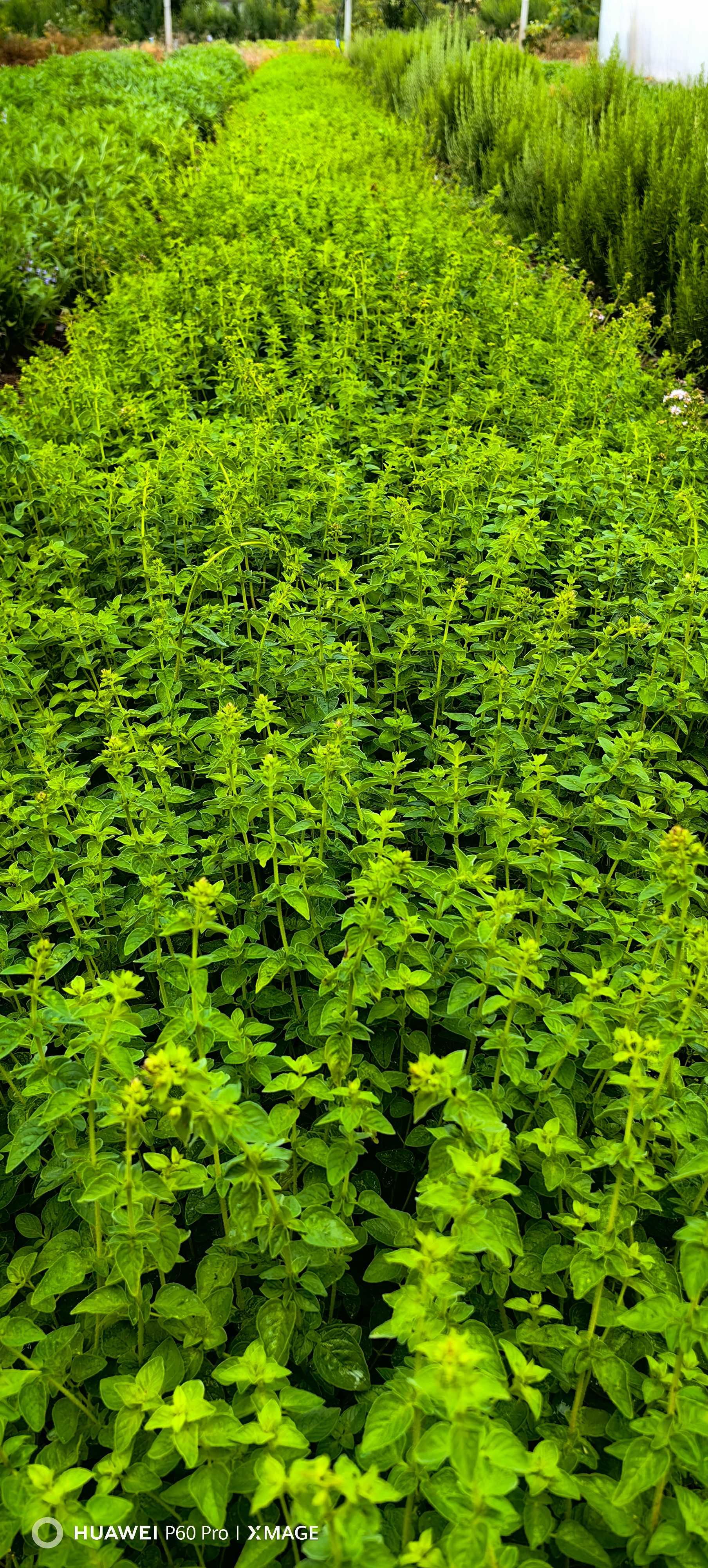 Plante aromatice: busuioc, rozmarin, salvie, oregano, cimbrisor