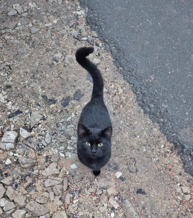 Котик к добрые руки