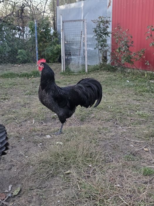 Cocosi Australorp