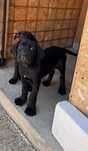 Vand catelusa cane corso