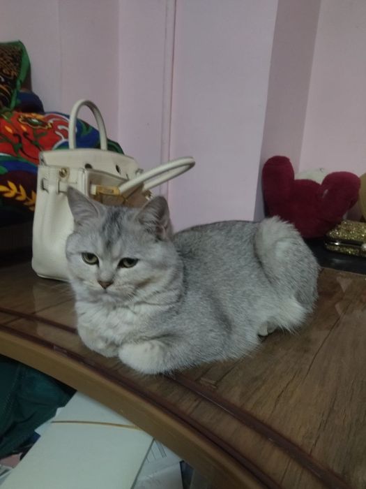 Породистая кошка