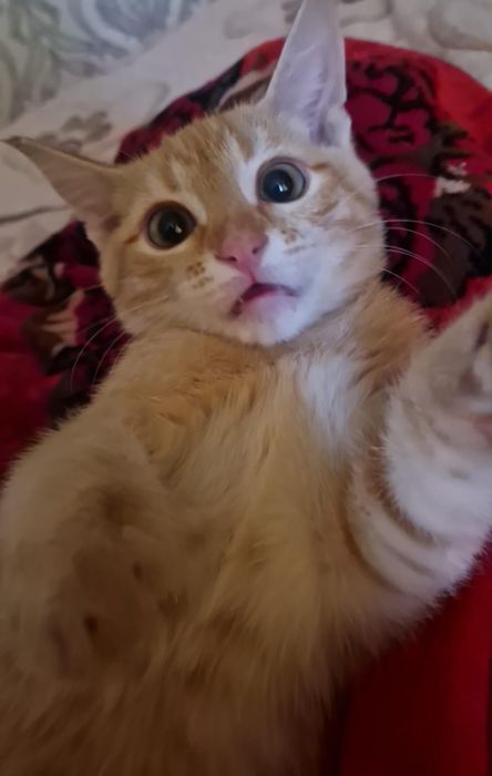 Рыжий котенок бесплатно