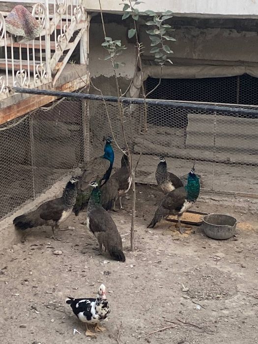 Товуслар сотилади