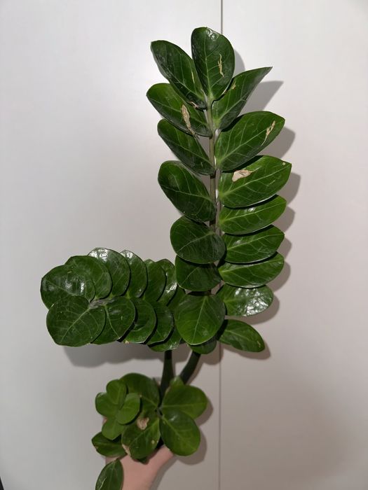 Замиокулькас Мидори