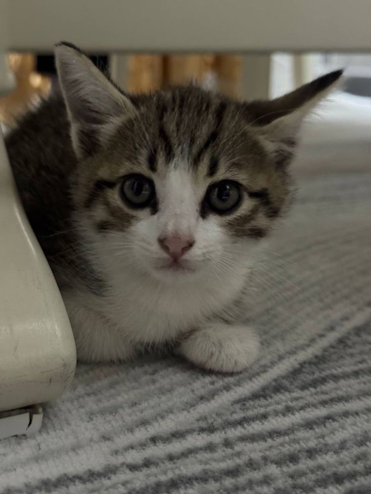 Котенок 2 месяца серого цвета без породы приучен к латек кушает корм