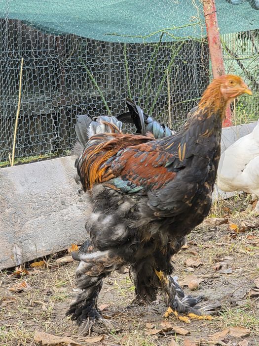 Gaini si cocosi brahma tineret predare personala Petrachioaia sau Buc.