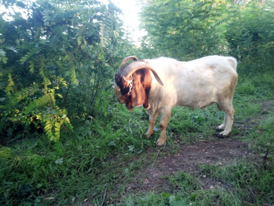 Vând țap boer de 4 ani