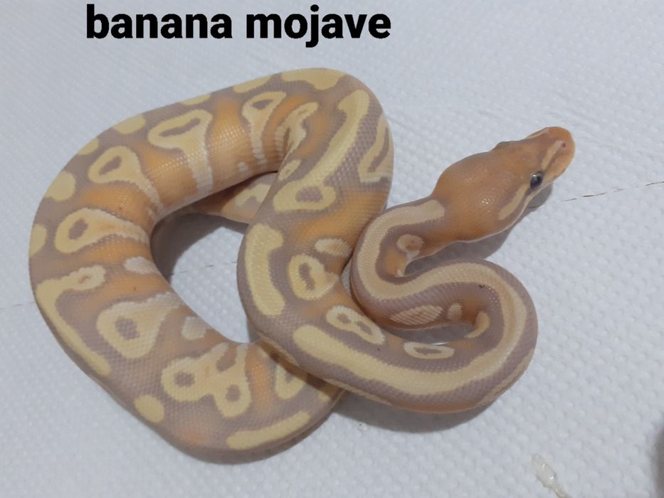 Pui piton regal phyton ball