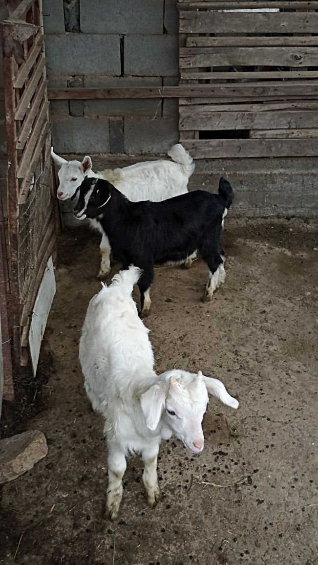 Продам домашнее козы