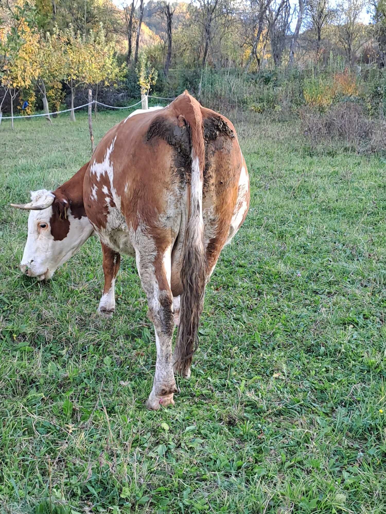 Vand vaca baltata romaneasca.