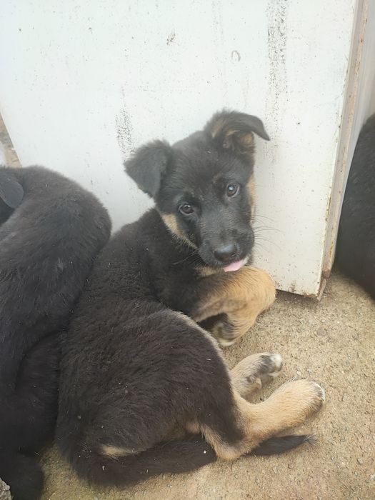 Подарявам тези зверчета на 2-месеца.Майка-каракачанка,баща-немец. Ли