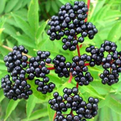 Сироп от черен бъз