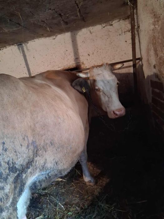 VAND VACA Gestanta in 8 luni