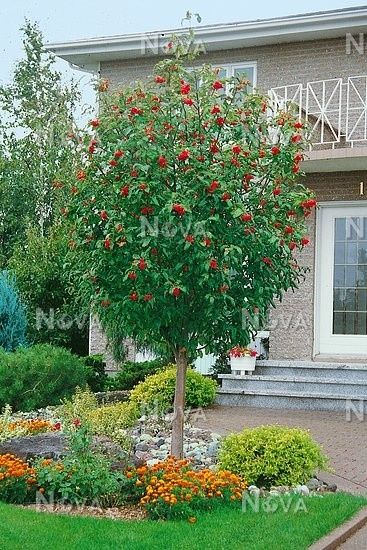 Sorbus aucuparia  ( scoruș de munte )