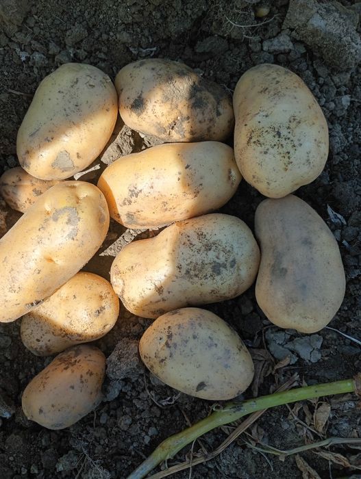 Cartofi consum carera fabula