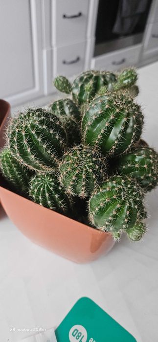Отдам бесплатно кактусы( без горшка)